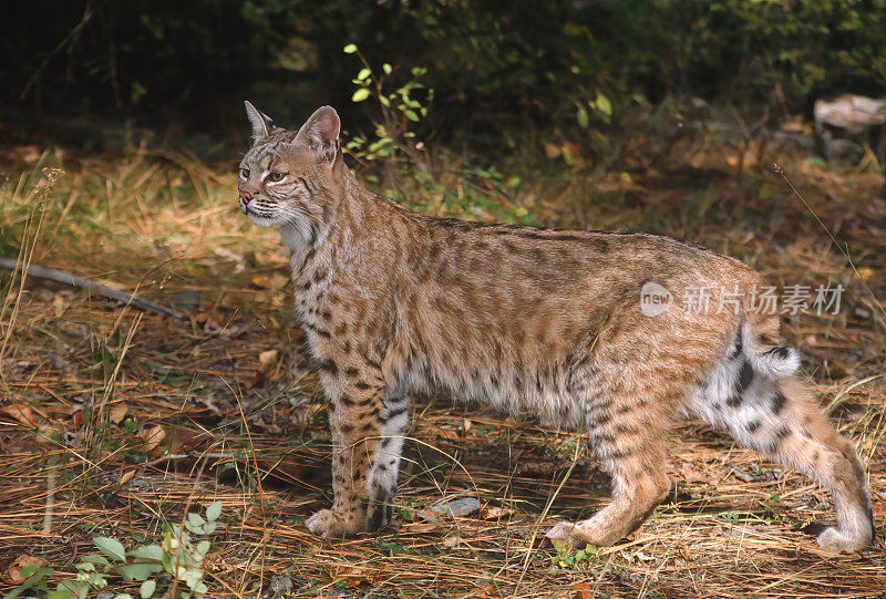 山猫(Lynx rufus)，也被称为红山猫，是一种中型猫，原产于北美。它的分布范围从加拿大南部到美国大部分地区，再到墨西哥的瓦哈卡州。蒙大拿东冰川。